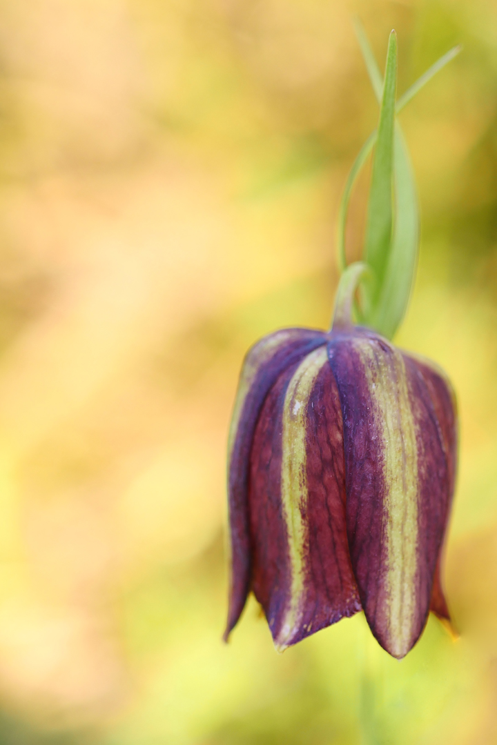 Messina-Schachblume (Fritillaria messanensis) 