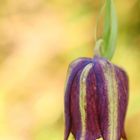 Messina-Schachblume (Fritillaria messanensis) 