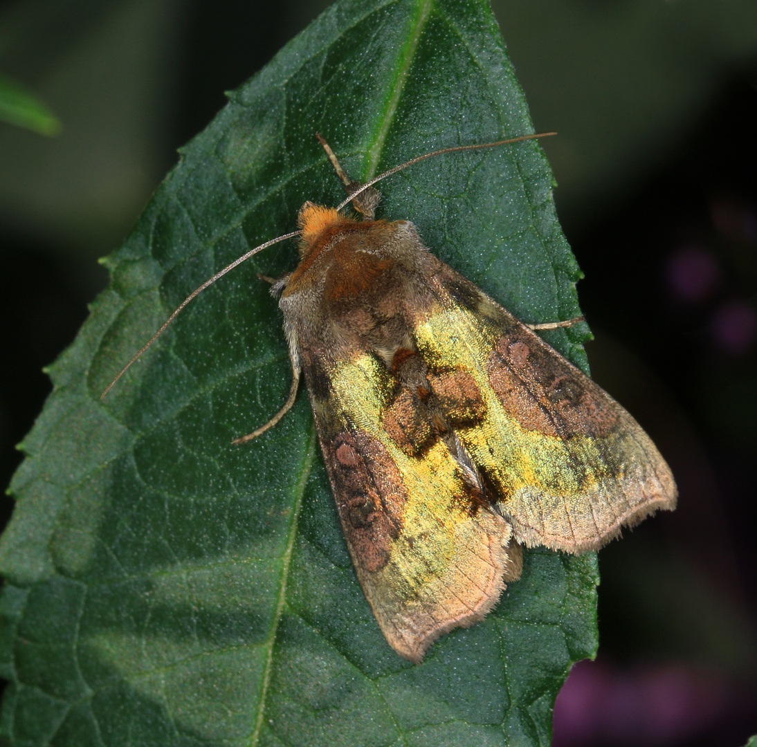 Messingeule, Diachrysia chrysitis f. stenochrysis, burnished brass