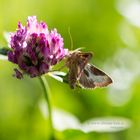 Messingeule (Diachrysia chrysitis) ist ein Schmetterling (Nachtfalter) aus der Familie der Eulenfalt