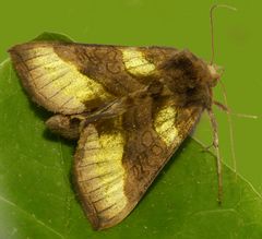 Messingeule (Diachrysia chrysitis) - Makro von oben