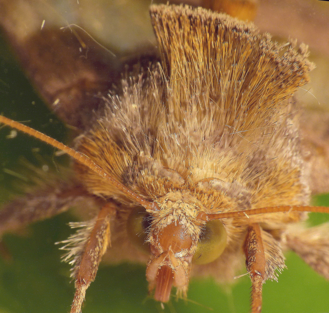 Messingeule (Diachrysia chrysitis) - Makro von vorne