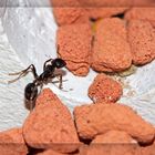 Messor Barbarus