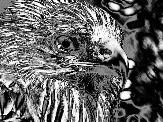 Metal beak P7050698 2