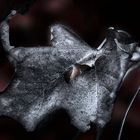 Metal Leaf