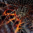 Metal-Spinne