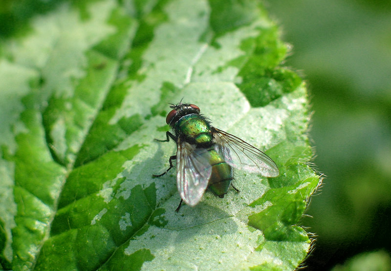 Metalic Fly