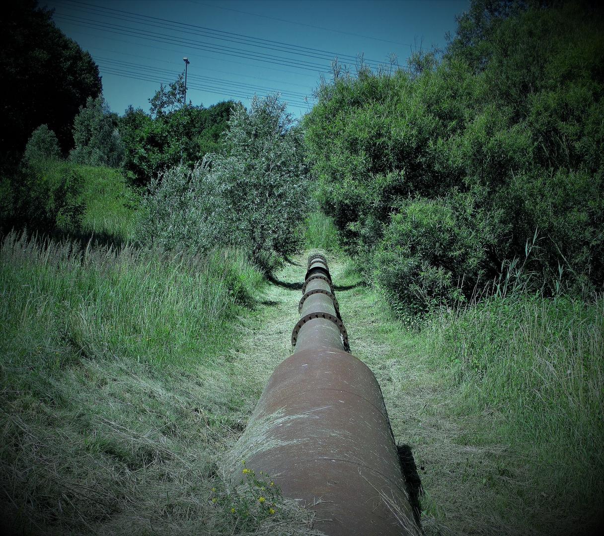 MetallSchlange Foto & Bild natur, landschaft Bilder auf