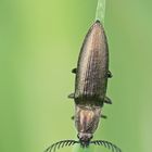 Metallfarbener Rinden-Schnellkäfer (Ctenicera pectinicornis), Männchen