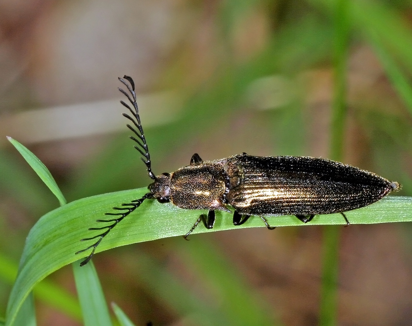 Metallfarbener Rindenschnellkäfer (Ctenicera pectinicornis)....