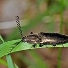 Metallfarbener Rindenschnellkäfer (Ctenicera pectinicornis)....