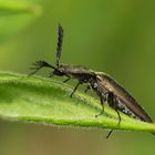 Metallfarbener Rindenschnellkäfer (Stenicera pectinicornis)