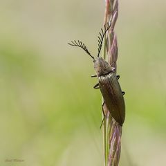 Metallglänzender Rindenschnellkäfer