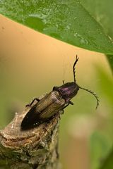 Metallglänzender Rindenschnellkäfer, Männchen (Ctenicera pectinicornis) ...