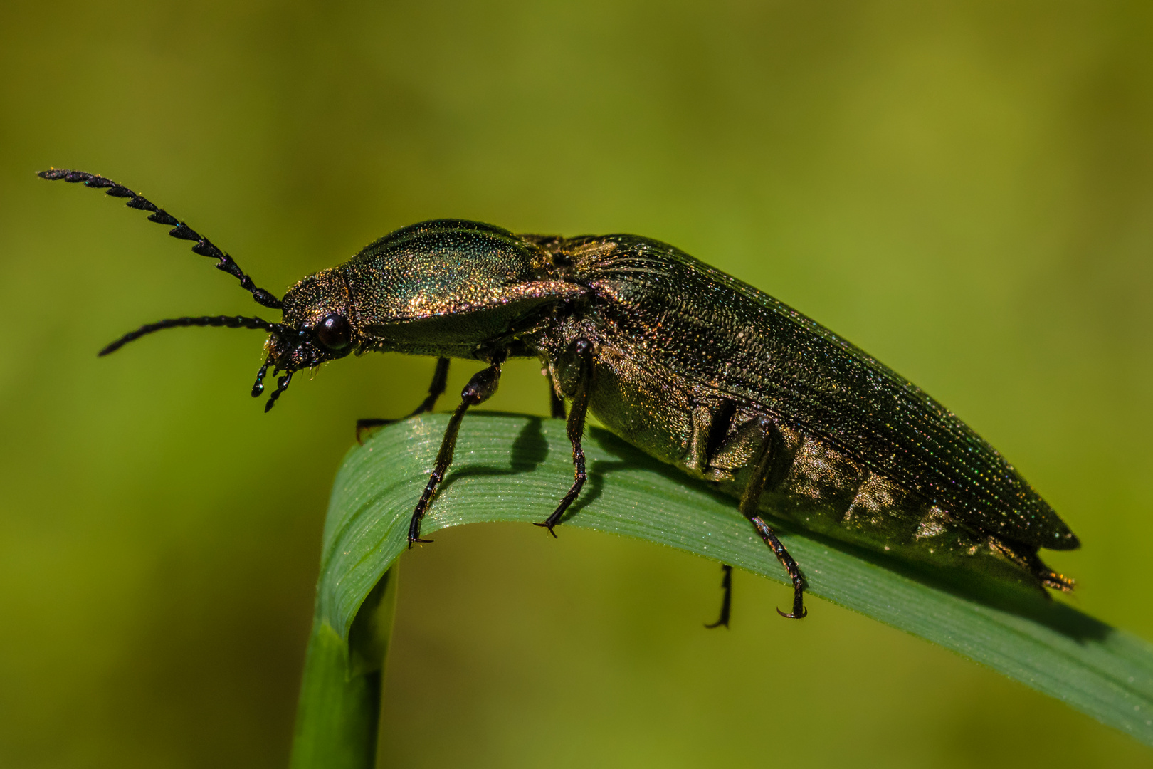 Metallglänzender Rindenschnellkäfer (Weibchen)