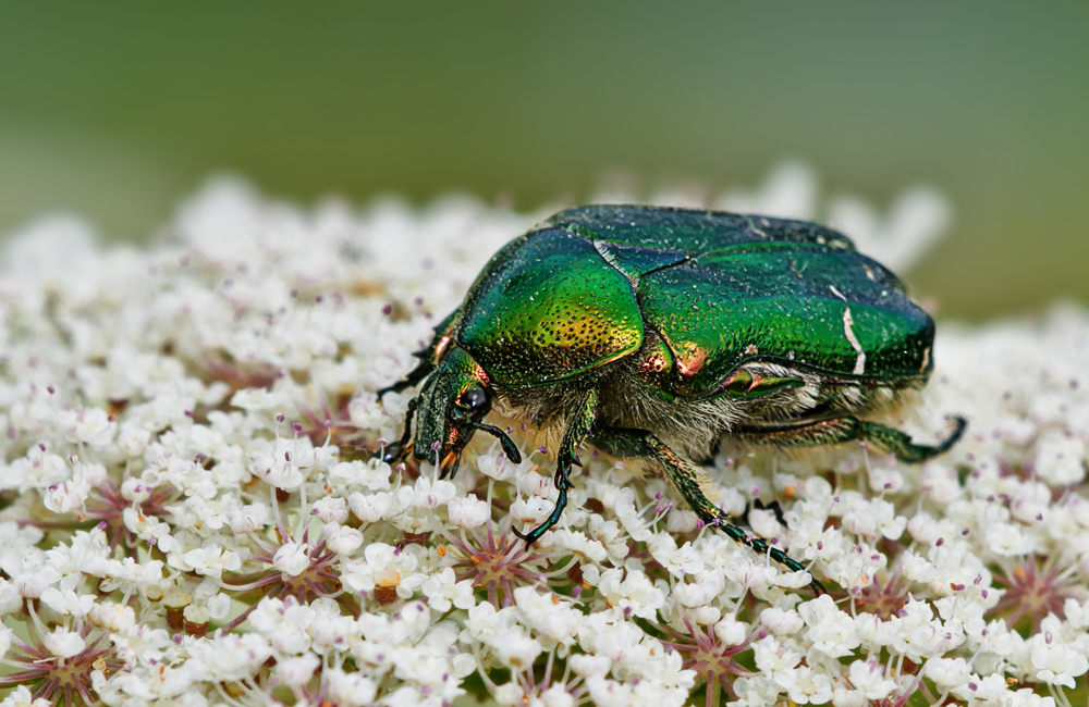 metallic-beetle