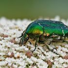 metallic-beetle