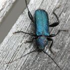 Metallic Blue Bug