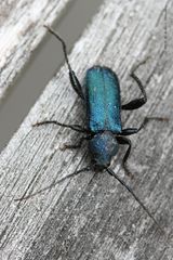 Metallic Blue Bug