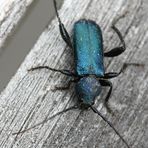 Metallic Blue Bug