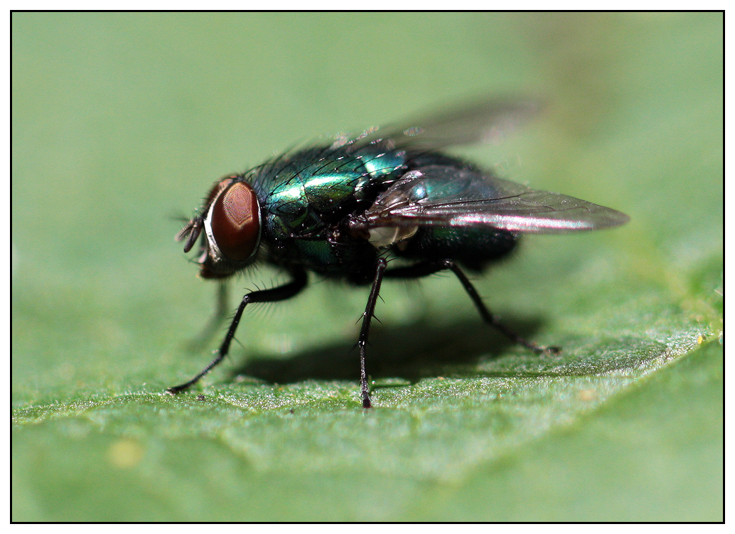 Metallic Fly