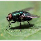 Metallic Fly