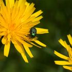 metallic grünes Käferchen