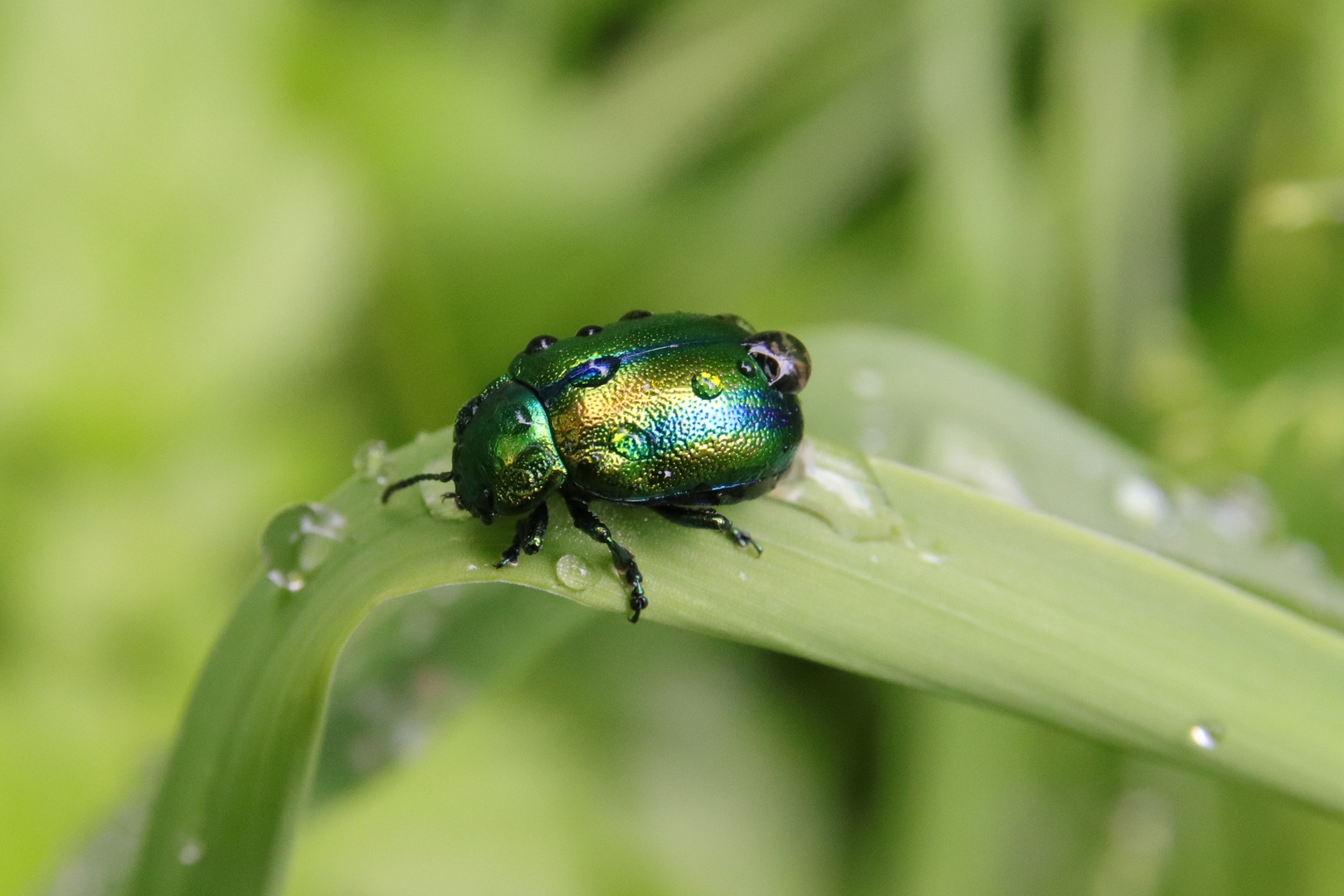 Metallic Käfer