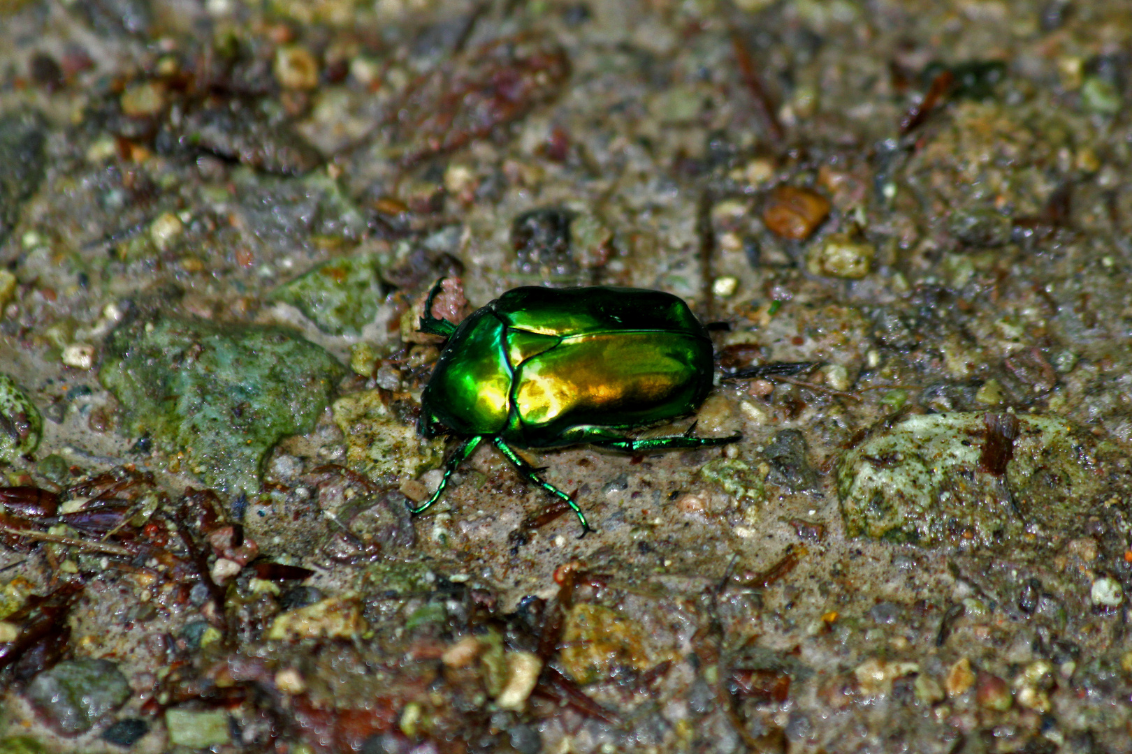 Metallic-Käfer