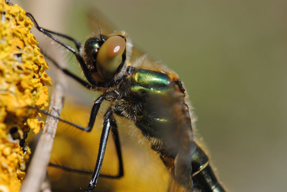 ~ Metallic Wonder ~ (Cordulia aenea)