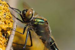 ~ Metallic Wonder ~ (Cordulia aenea)