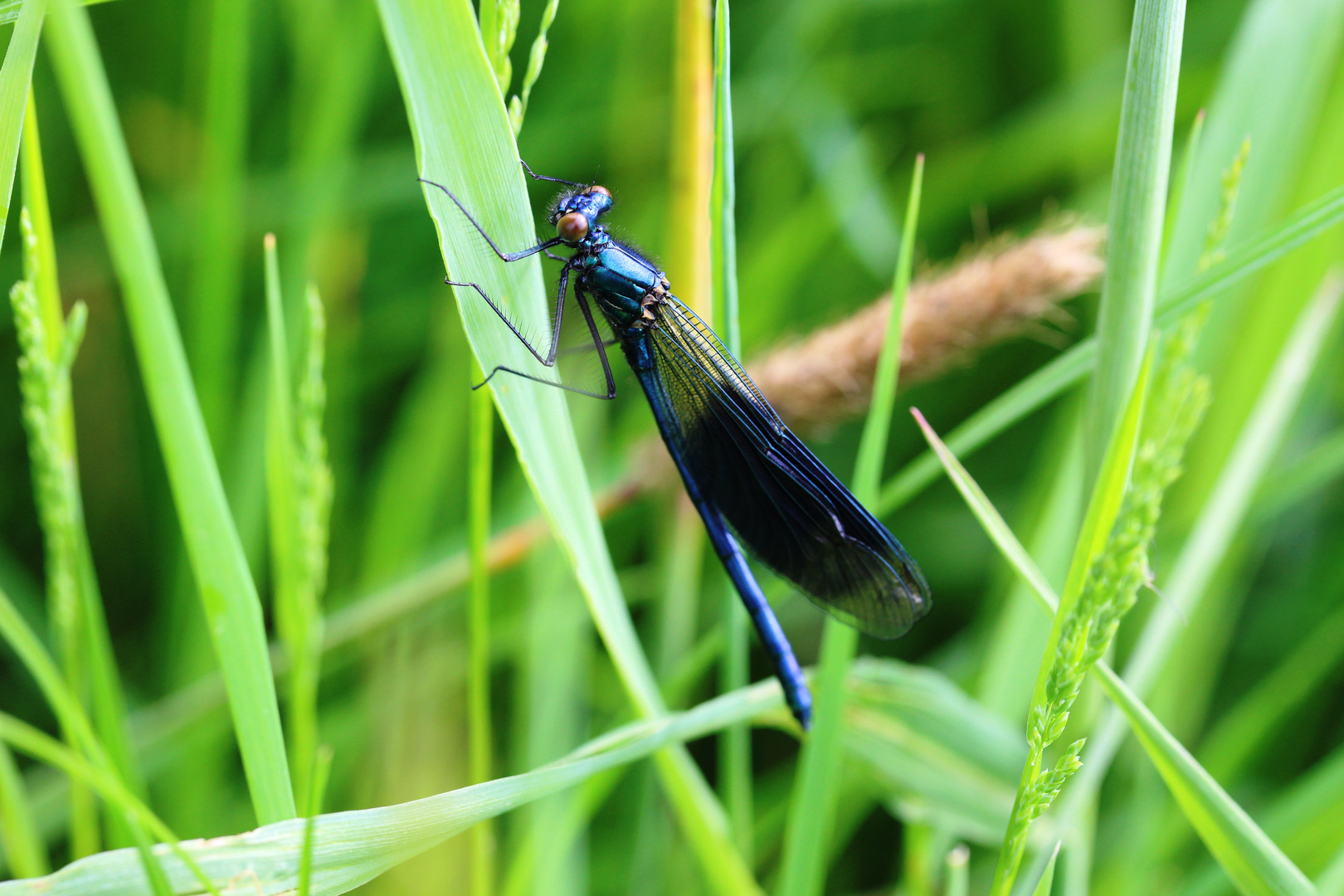 metalligfarbene Libelle