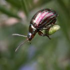 metallisch gestreiftes Käferlein auf Rosmarin