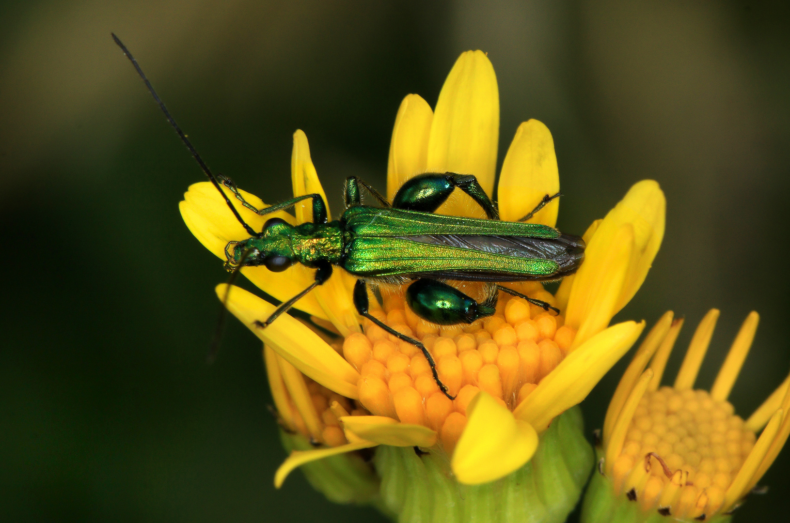 Metallisch glänzend : Grüner Scheinbockkäfer, Oedemera nobilis