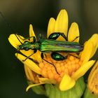 Metallisch glänzend : Grüner Scheinbockkäfer, Oedemera nobilis