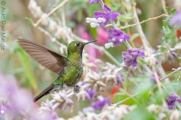 Metallura tyrianthina