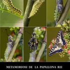 Metamorfosi de la papallona rei (Papilio Machaon)
