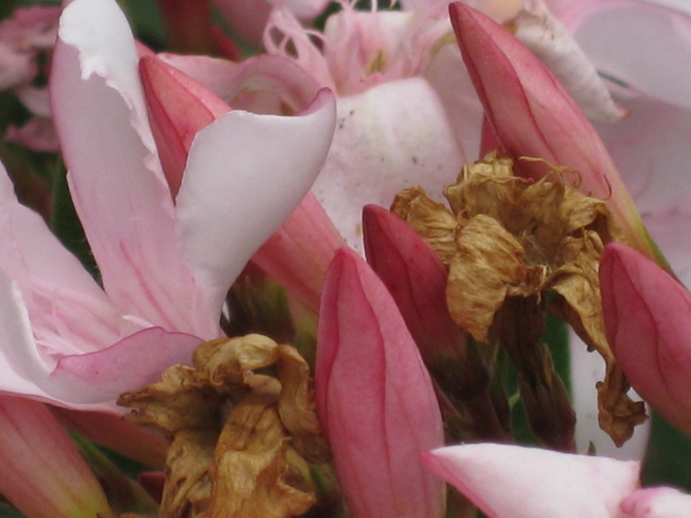 Metamorfosis de una flor en primavera. de sabrik 