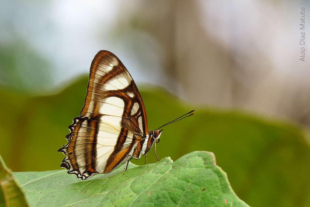 Metamorpha elissa 