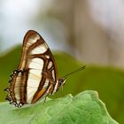 Metamorpha elissa 