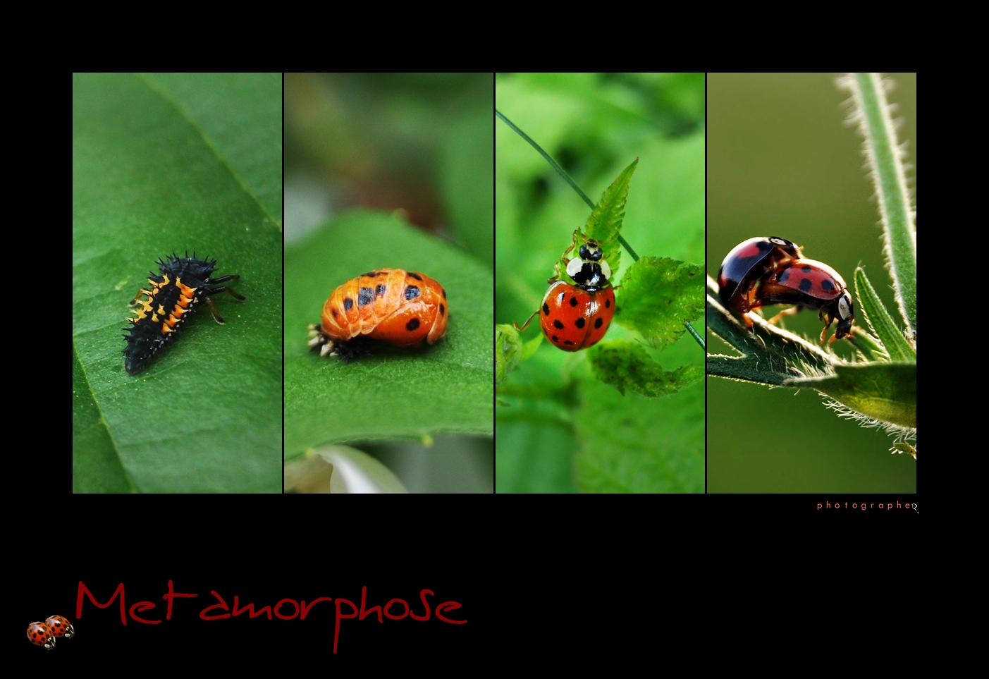 Metamorphose Foto & Bild tiere, wildlife, insekten Bilder auf