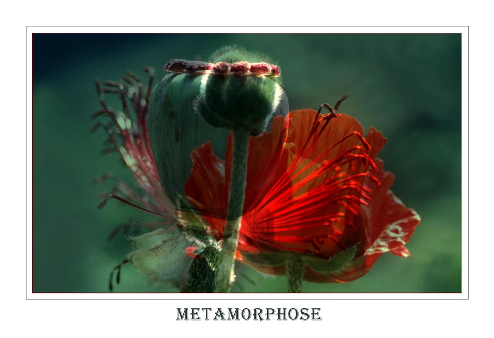 Metamorphose