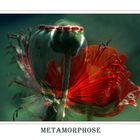 Metamorphose