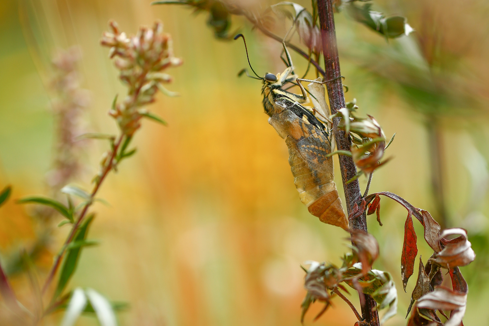 Metamorphose 4 Foto & Bild tiere, wildlife, schmetterlinge Bilder auf