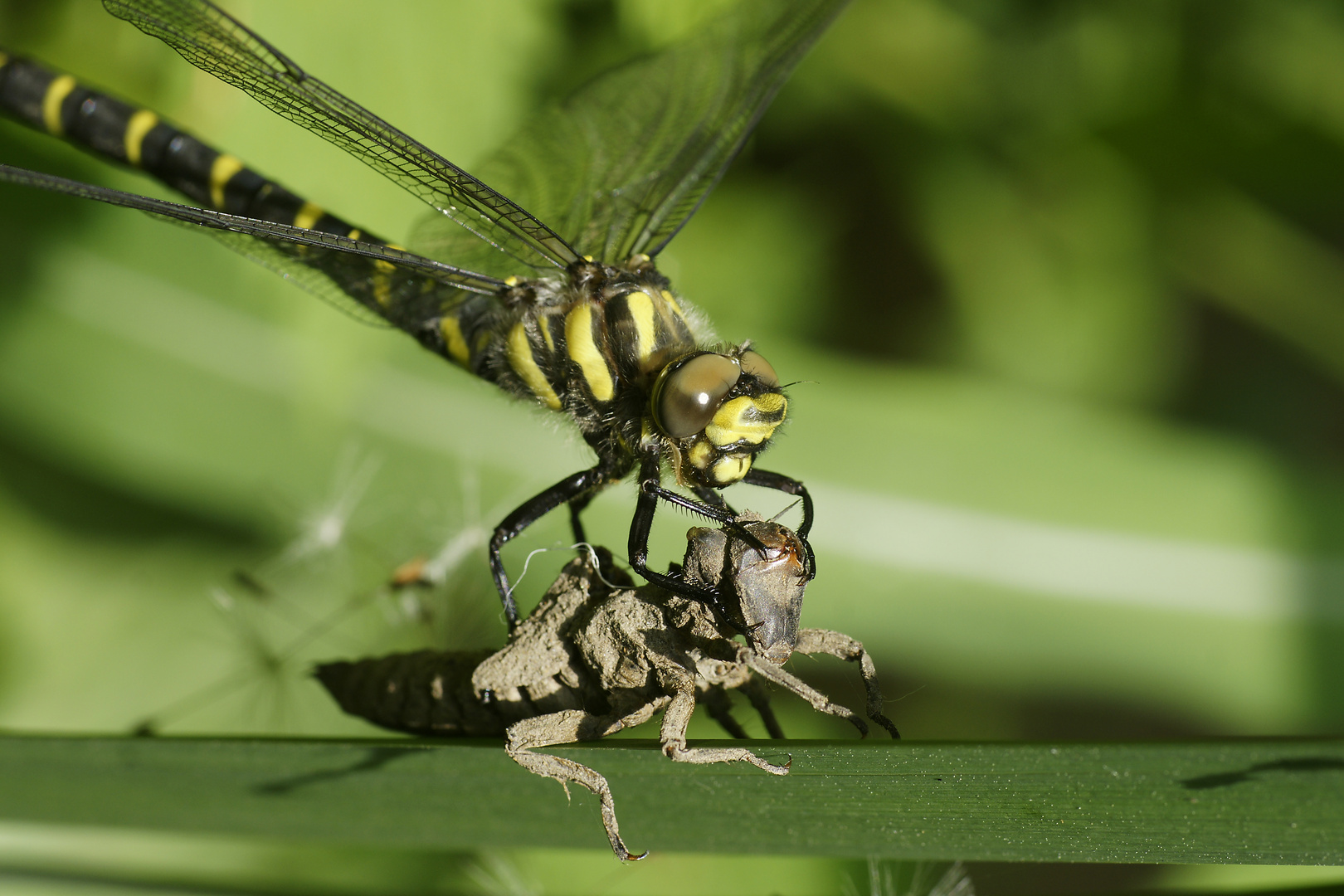 Metamorphose Foto & Bild tiere, tierdetails, tierisches Bilder auf