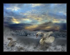 Metamorphose...........