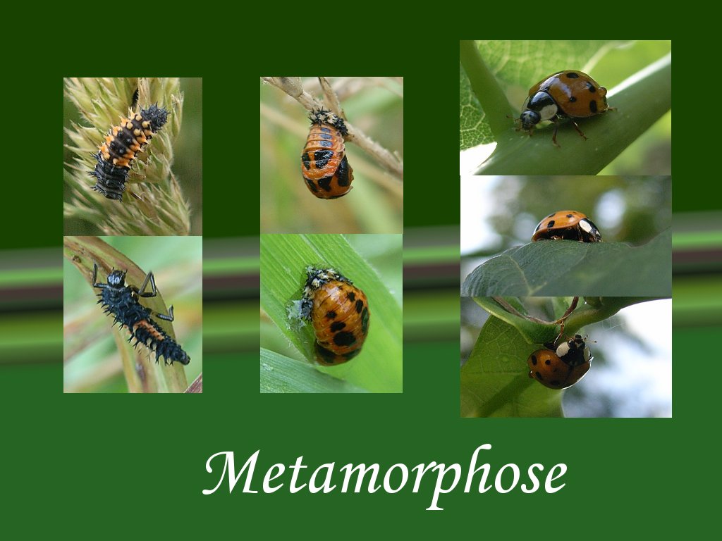 Metamorphose