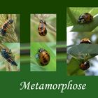 Metamorphose