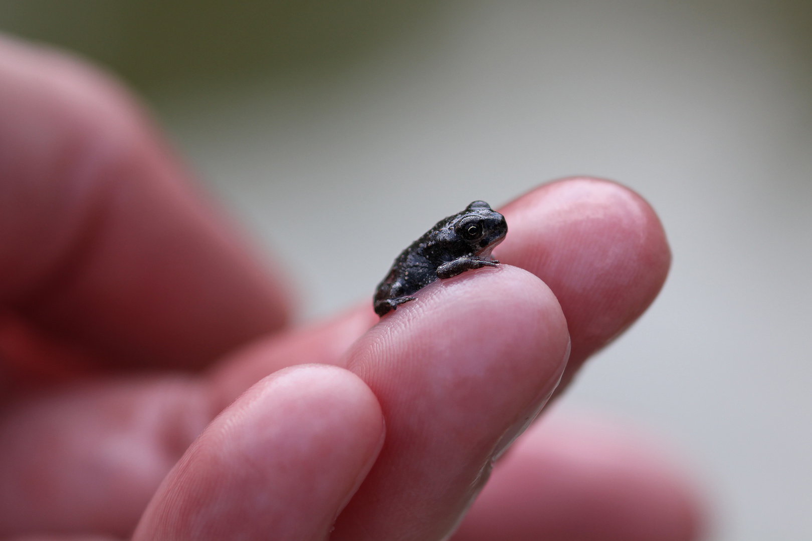 Metamorphose abgeschlossen