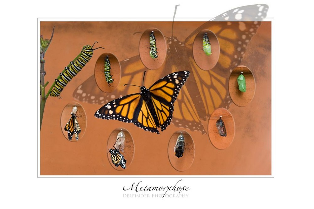 Metamorphose des Monarchfalters